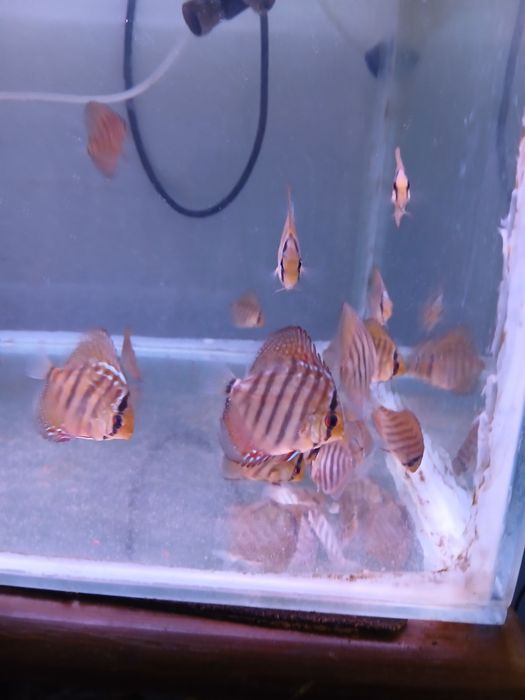Discus juvenis vermelho turquesa - 4-6 cm