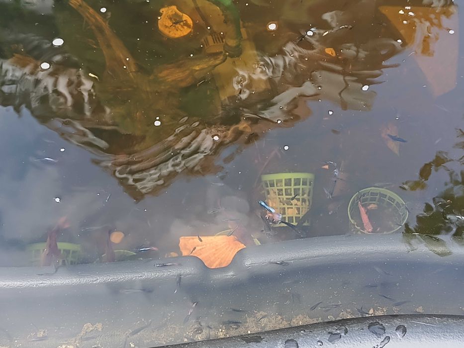 Gupiki, mieczyki i inne rybki