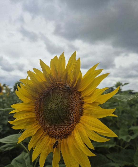 Słonecznik NSH 7749 SUMO