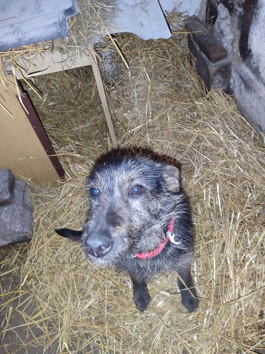 Znaleziony szczeniak do oddania