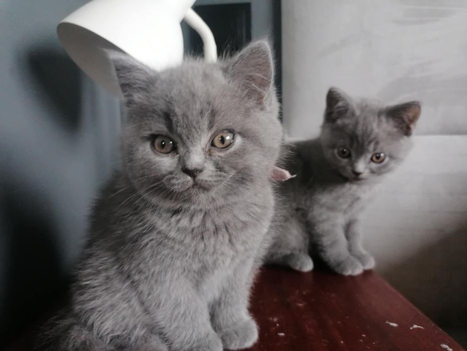 Kot brytyjski krótkowłosy niebieski