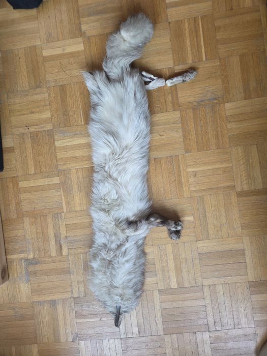 Futra dla kostiumografa