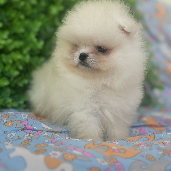 ведмедик шоу класу хлопчик