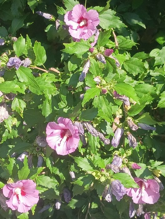 Hibiskus hibiskusy