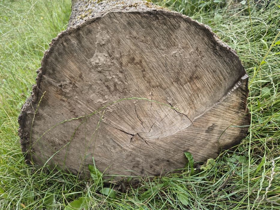 Drzewo jesion po ścięciu