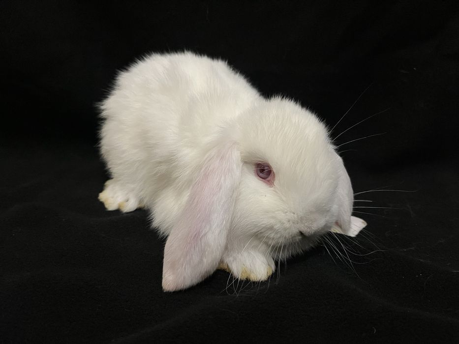 Króliki barany francuskie białe