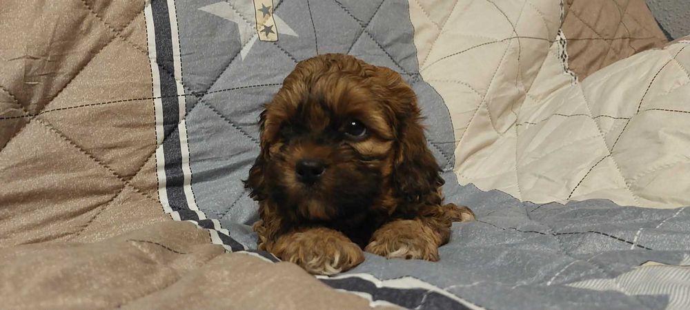 Piękny piesek Shih po