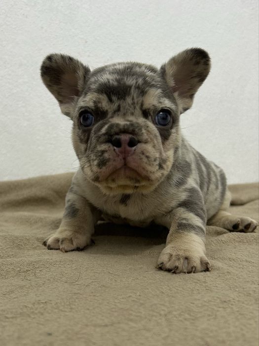 Bulldog frances Menino
