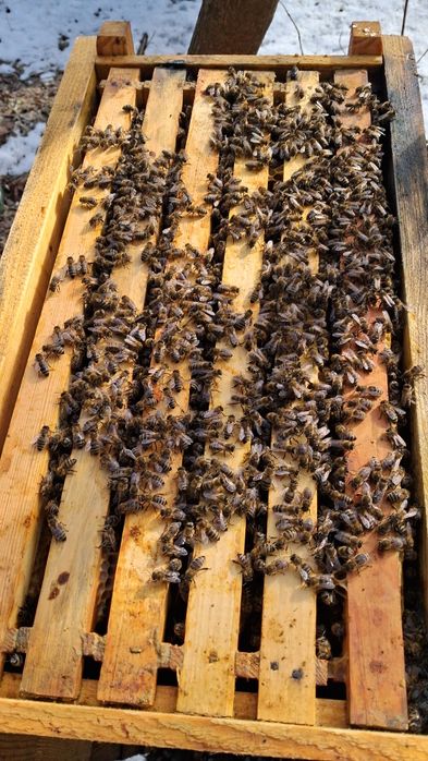 Продам пчелопакеты 550грн Дадан