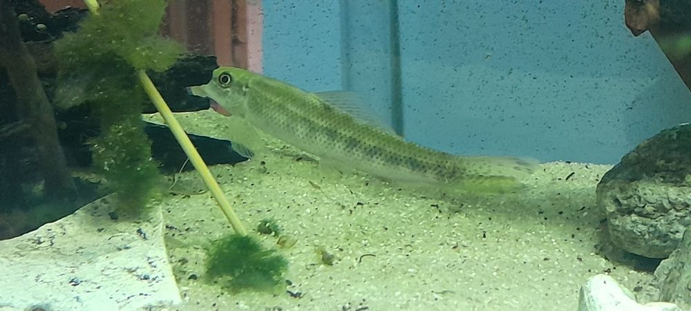 Peixes e plantas