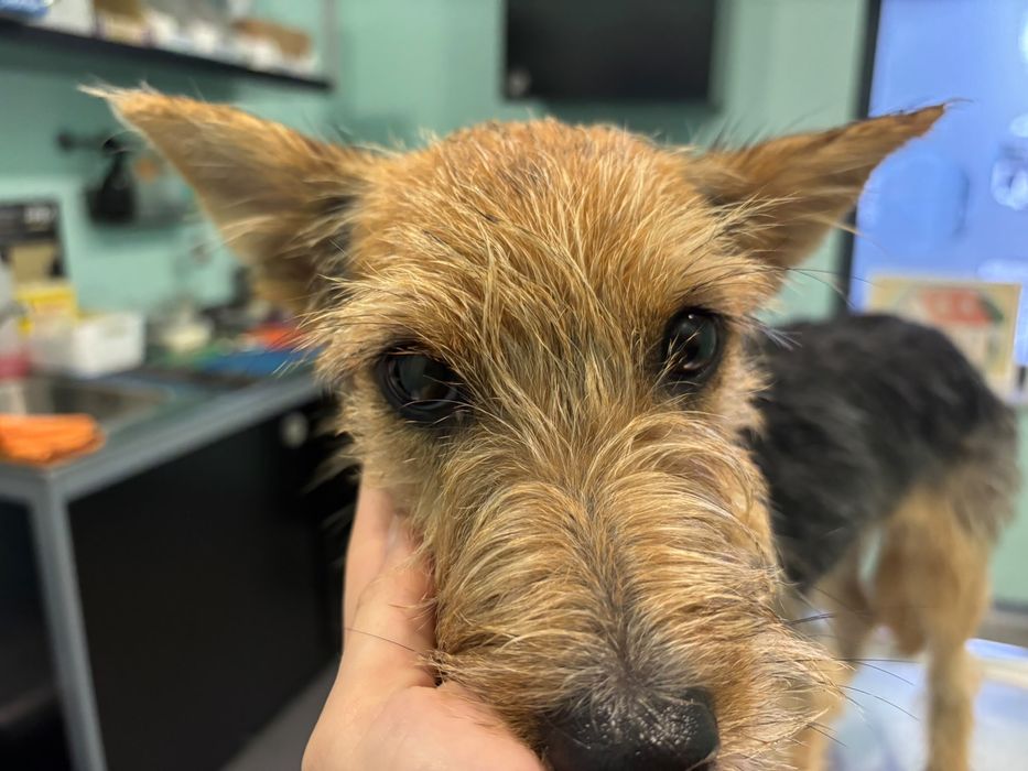 Cães com 1 ano para adoção