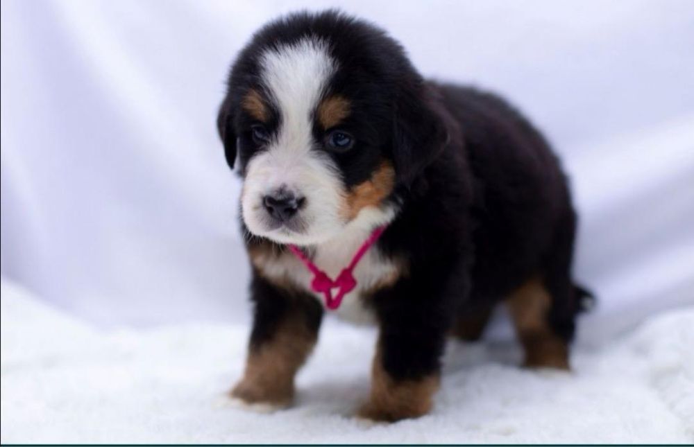 Berneński pies pasterski