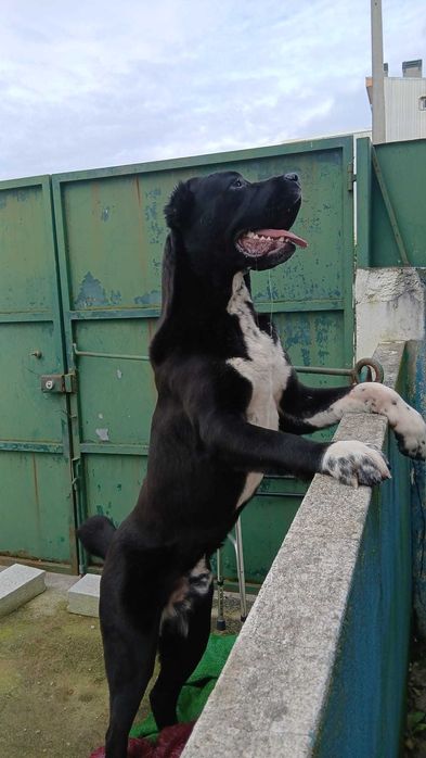 Alabais na cidade do Porto. Ninhada (A) destes belos exemplares.
