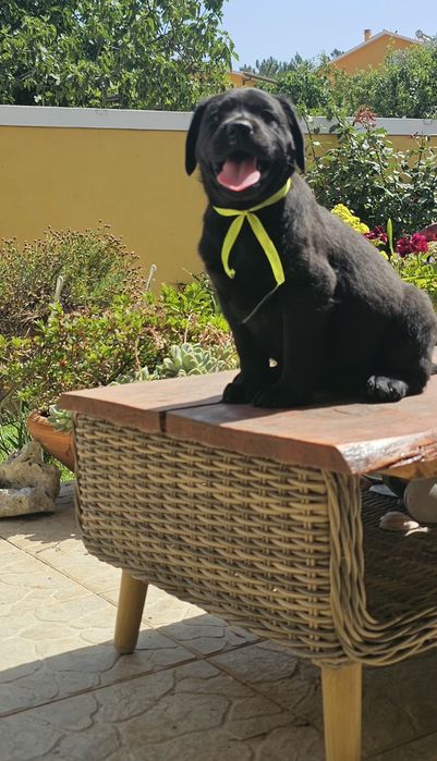 Labrador retriever  preto