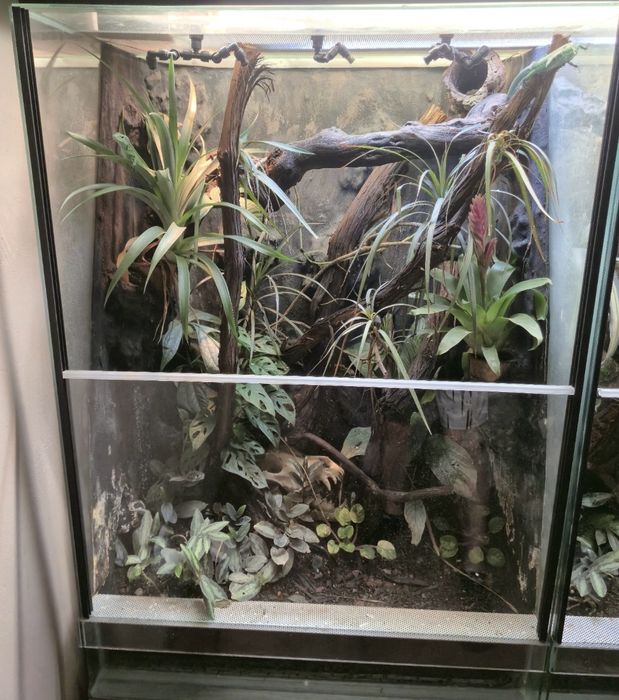 Gastropholis prasina