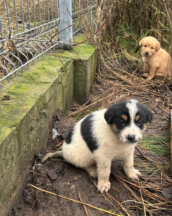 Цуценята шукають дім