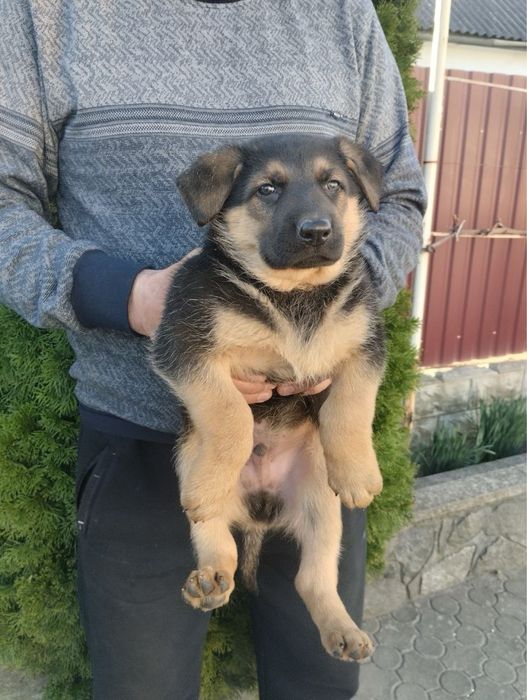 Продам цуценят Німецької вівчарки