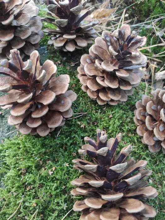 Duże szyszki sosnowe, 50szt.idealne do dekoracji stroików eko wieńcy