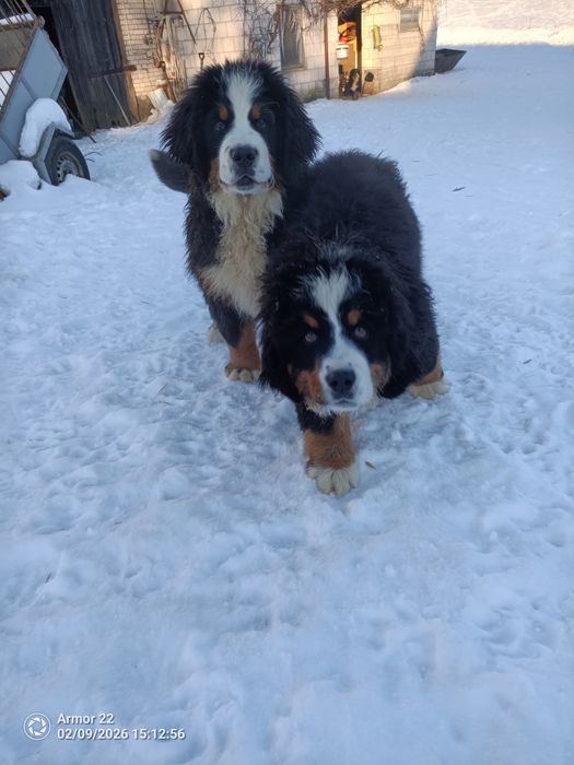 Berneński Pasterski!!!