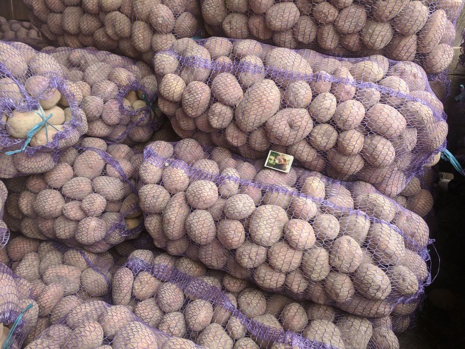 Продам картоплю Винета, Гренада