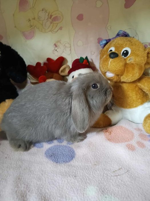 Sprzedam króliczki miniaturki  mini loop idealne dla dzieci mini lop