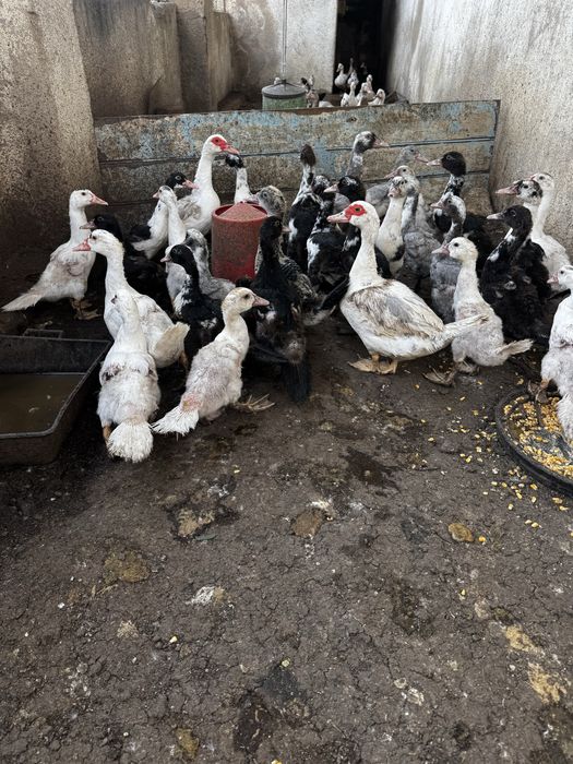 Patos mudos, deste ano