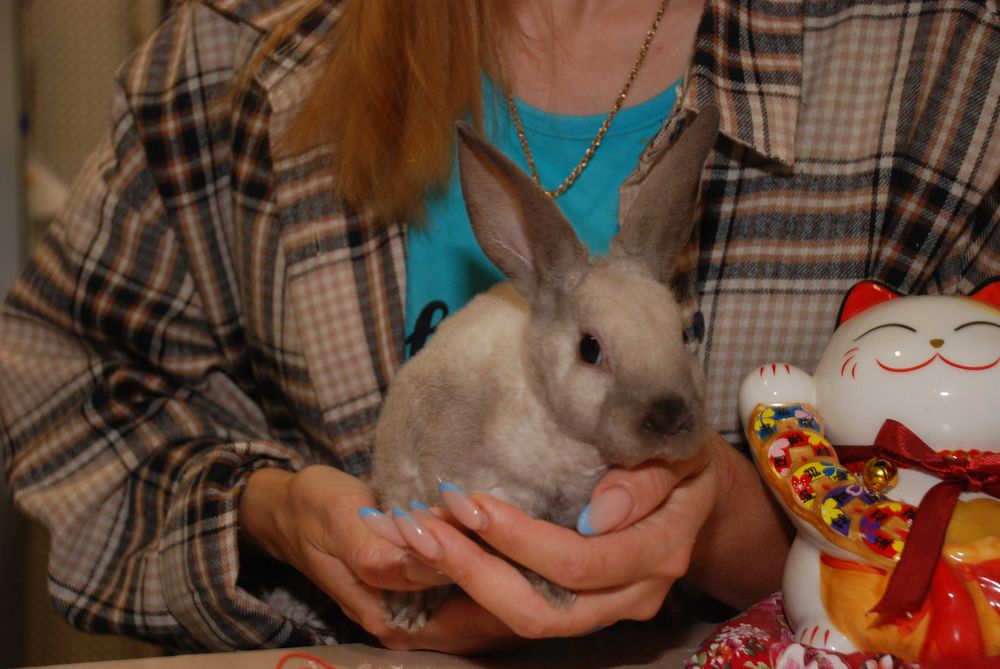 Кролик Рекс, кудрявый кролик, гипоаллергенный кролик