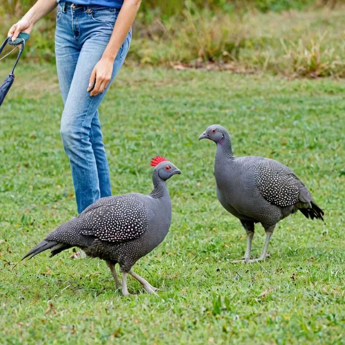 Perliczka młoda do odchowu