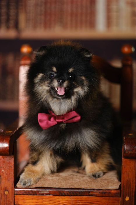 Малыш померанского шпица