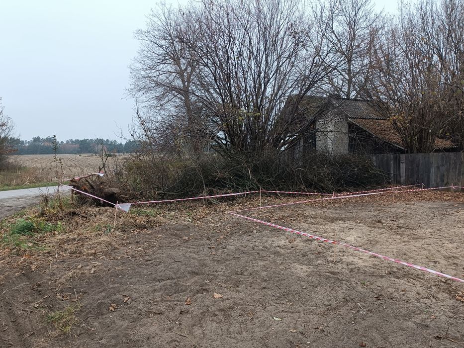 Darmowe Drewno Gałęziówka