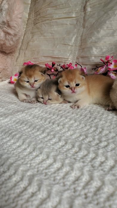 Ласковые и ручные котята золотая шиншилла
