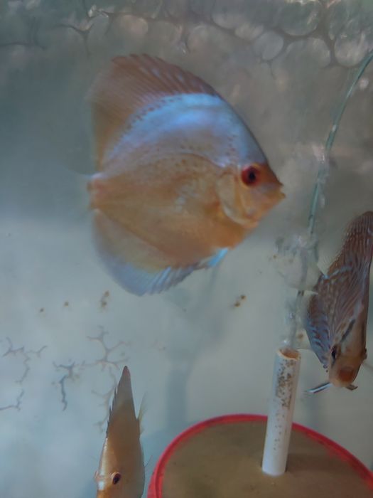 Продаж дискусів.Власного розведення,на міні розводні ДИСКУС-ІФ.