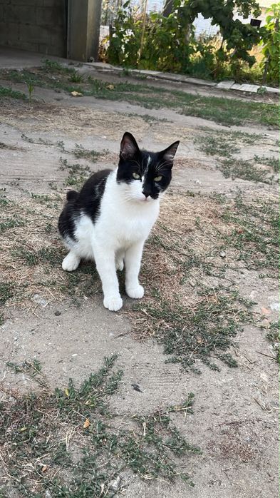 Gatos para adoção
