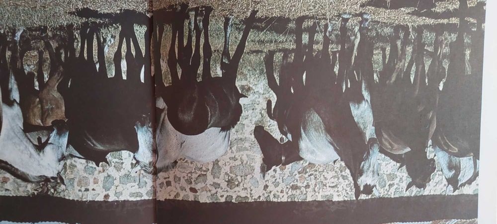 Portugal e os seus cavalos