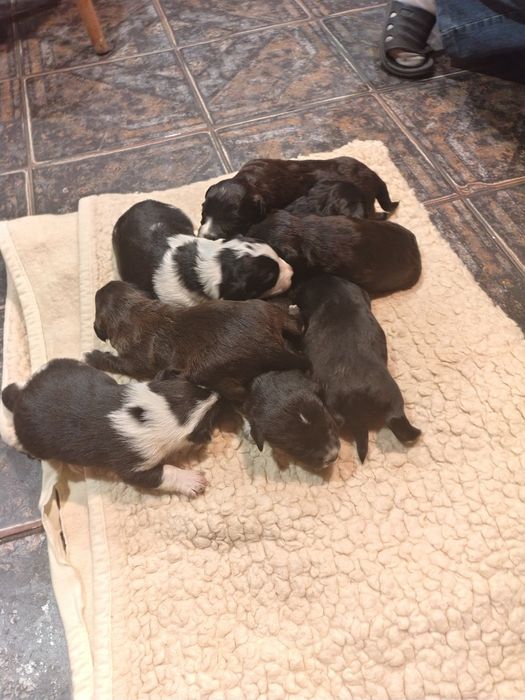 Oddam Szczeniaki po Border Collie