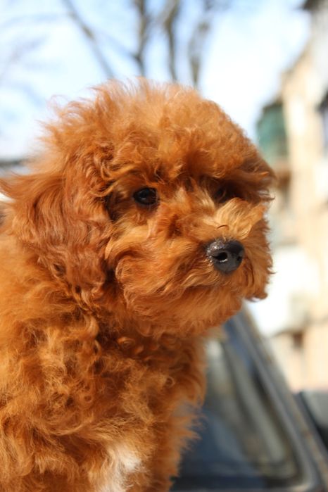 Неймовірні той пуделята