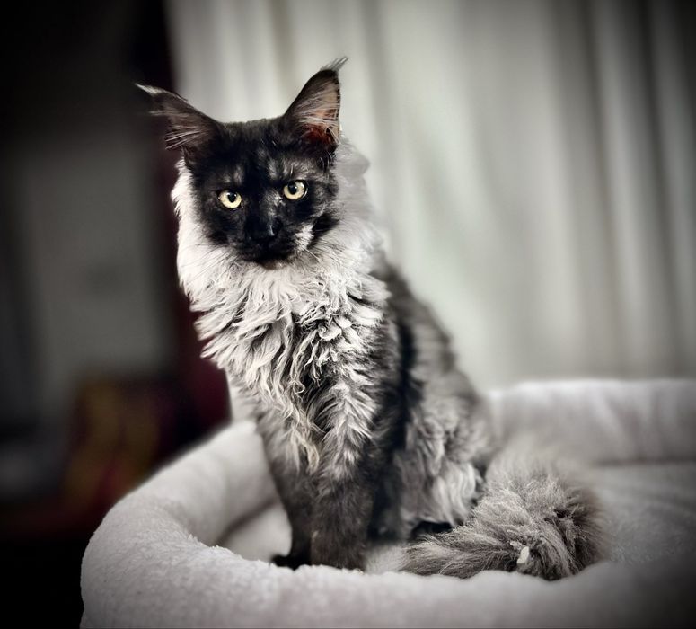 Мейн Кун - Black Smoke красивый спокойный котенок