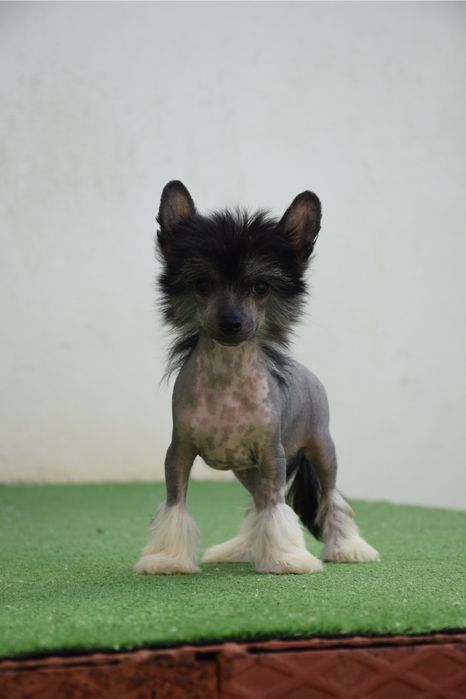 Chinese Crested Dog Hairless