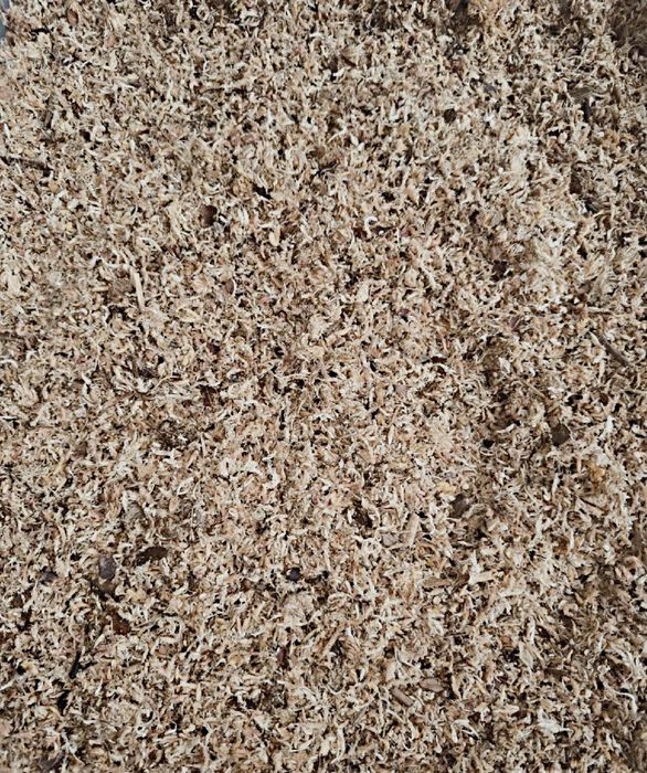 Mech torfowiec sphagnum drobny