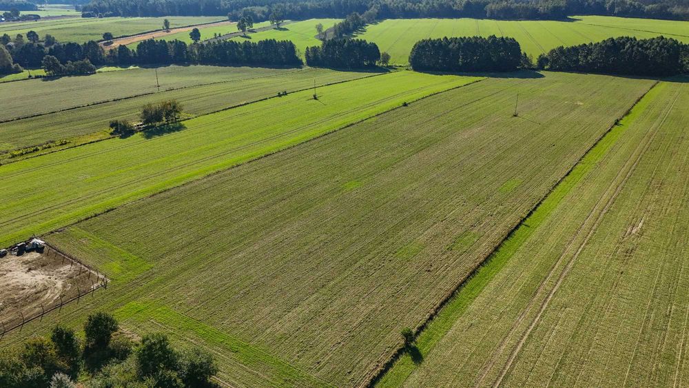 Siedlisko 2,05 ha przy asfaltowej drodze – prąd, woda, zabudowania | Wola Kuźniewska, gmina Wielgomłyny - Widok 3