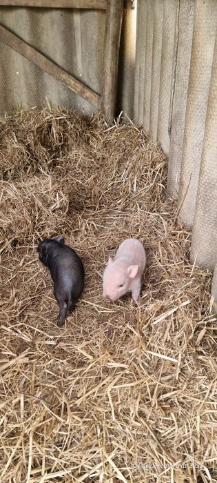 Porquinhos vietnamitas