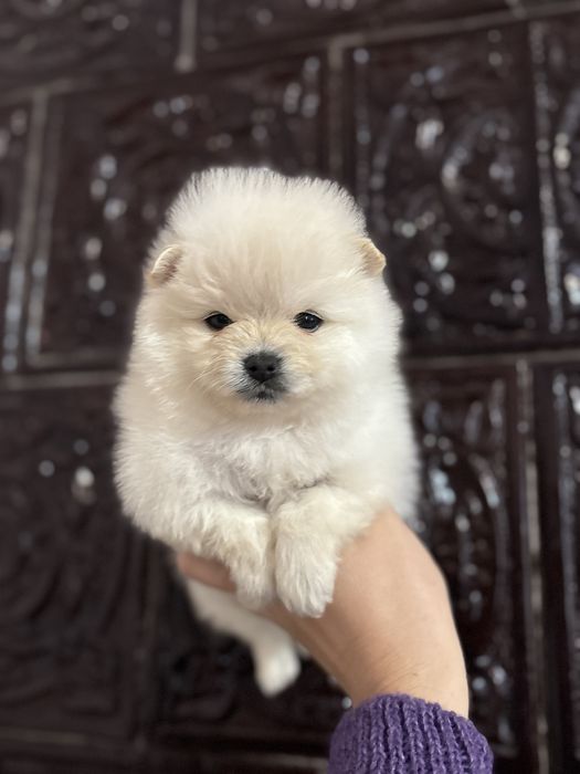 Шпіцик дівчинка