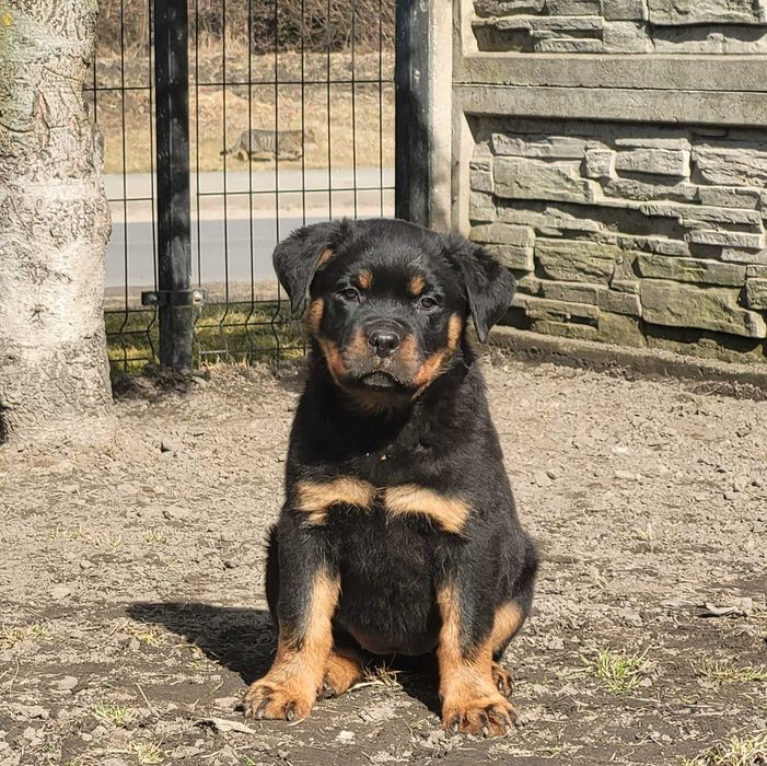Szczenię rottweiler samiec rezerwacja