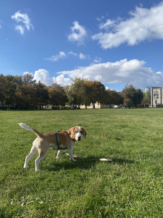 Вʼязка Бігль кобель