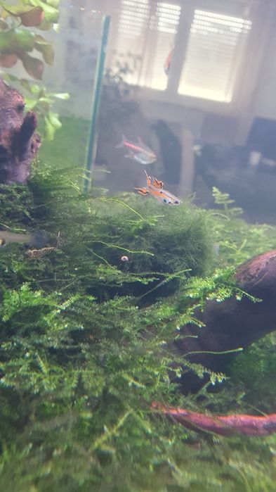 Guppys macho/fêmea fáceis de manter