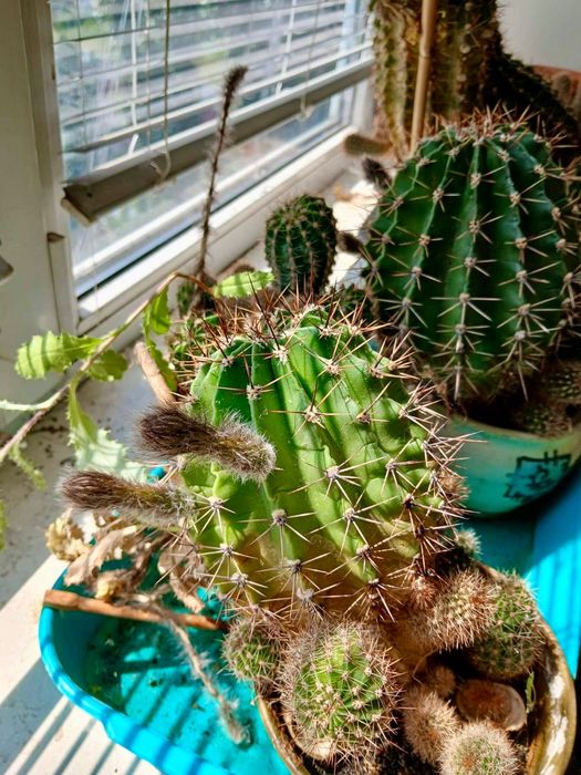 Квіти (великий вибір, шукають новий дім).