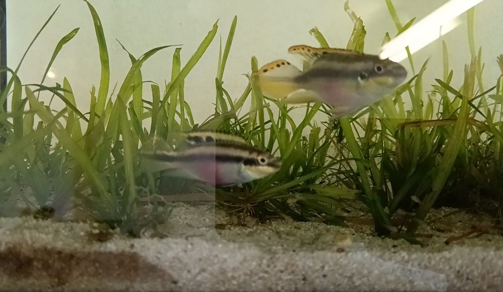 Kribensis (pelvicachromis pulcher)