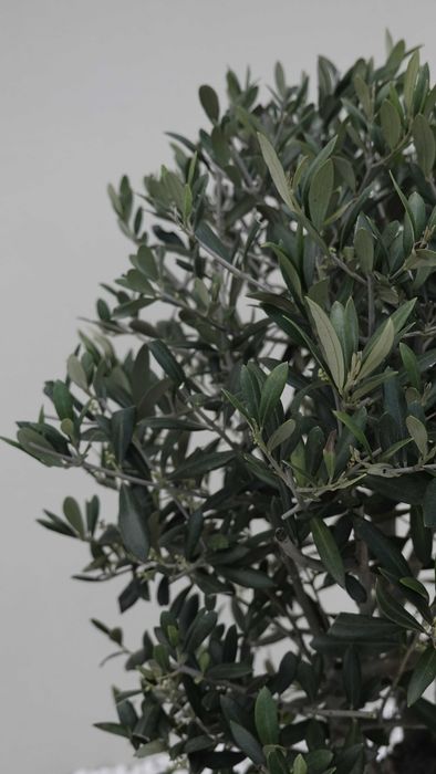 Олива/Маслина європейська (Olea europaea) вік 30-35 років