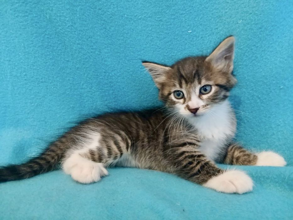 Котята 2мес тигровый котенок табби кішечка кошеня лесной кот полосатый пушистый