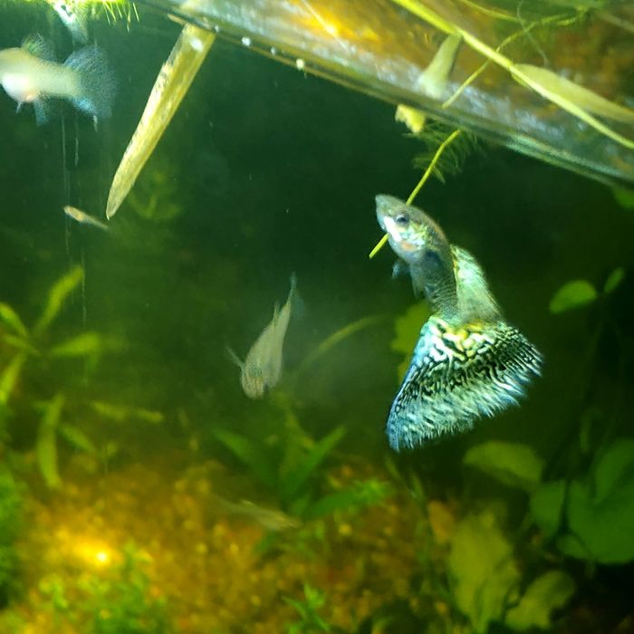 Gupik White Cobra (Silver Cobra)